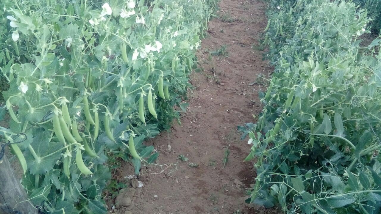 Chicharos  - Dentagro